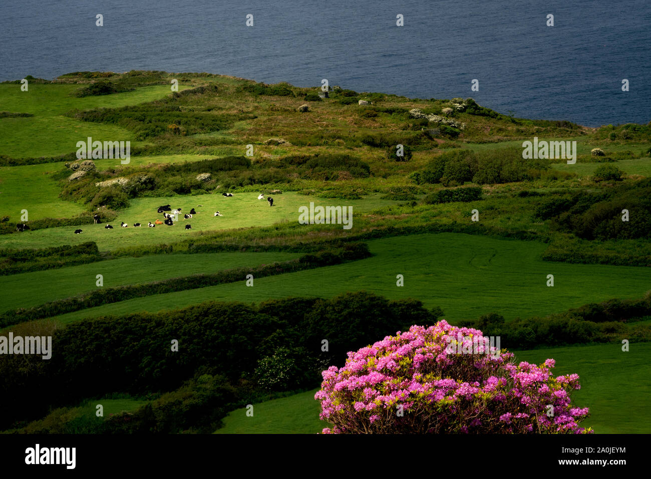 Cornwall Rhododendron Cows in pasture with blooming rhododendron. Cornwall, England Stock ...