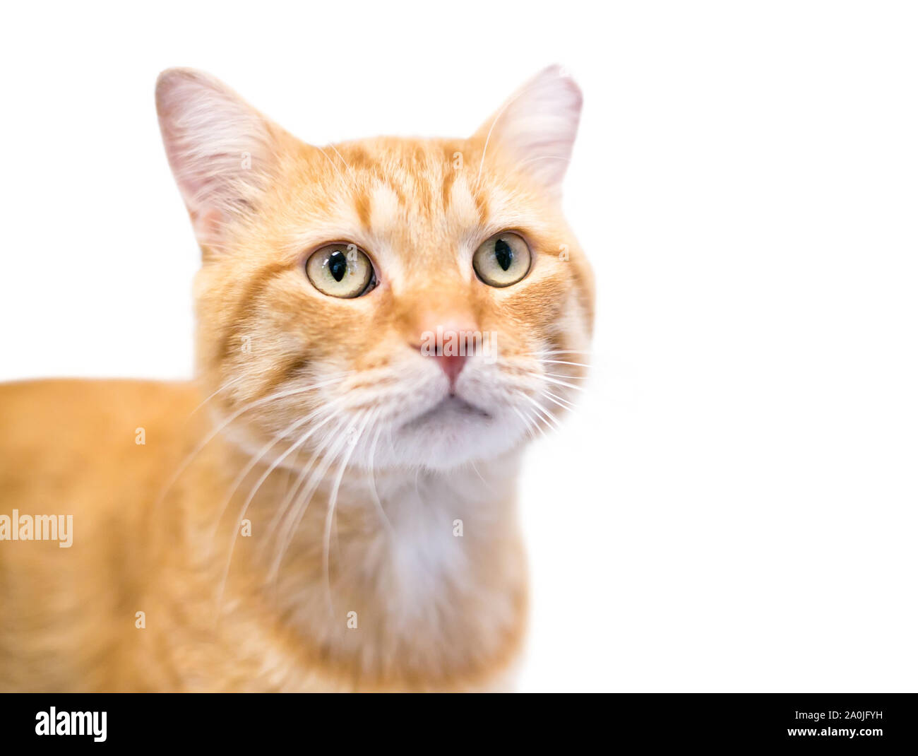Ear tip, cat hires stock photography and images Alamy
