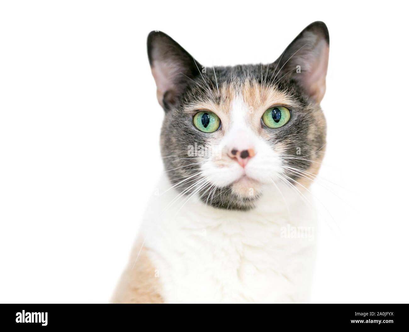 A Dilute Calico domestic shorthaired cat with bright green eyes Stock Photo