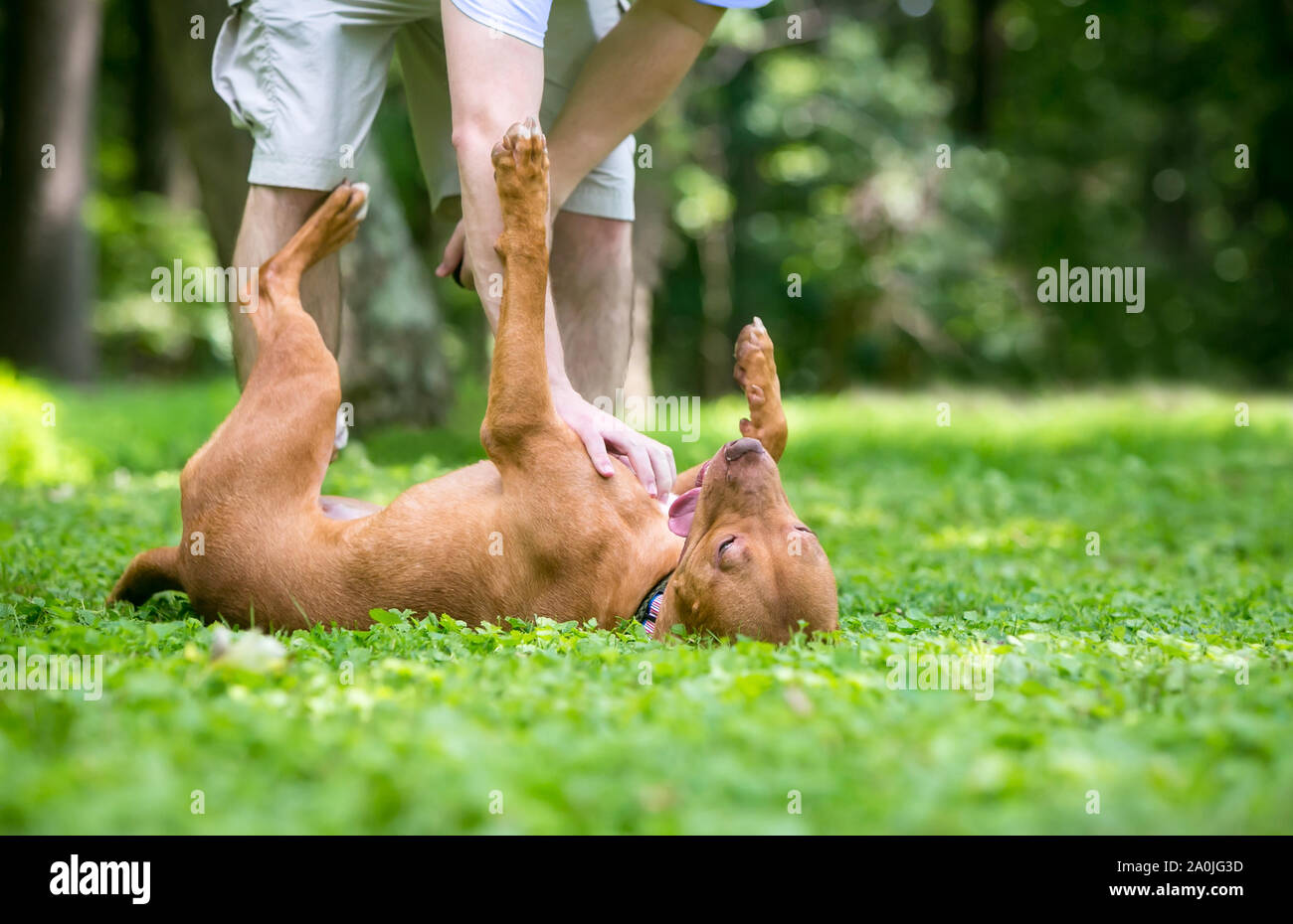 When A Dog Rolls Over On Its Back