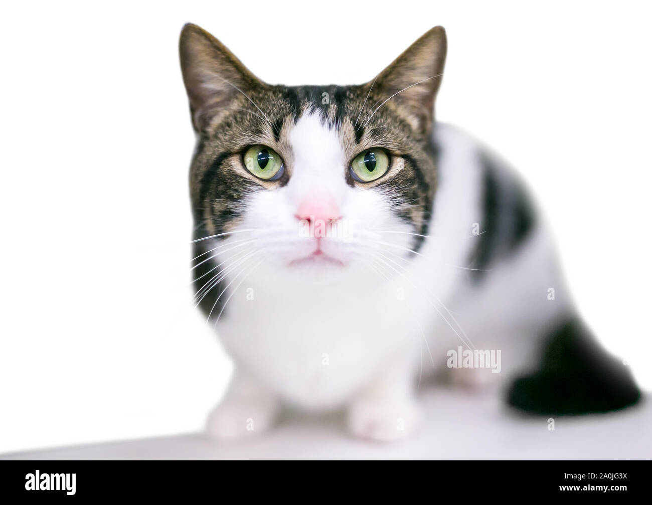 A domestic shorthair cat with tabby and white markings in a crouching