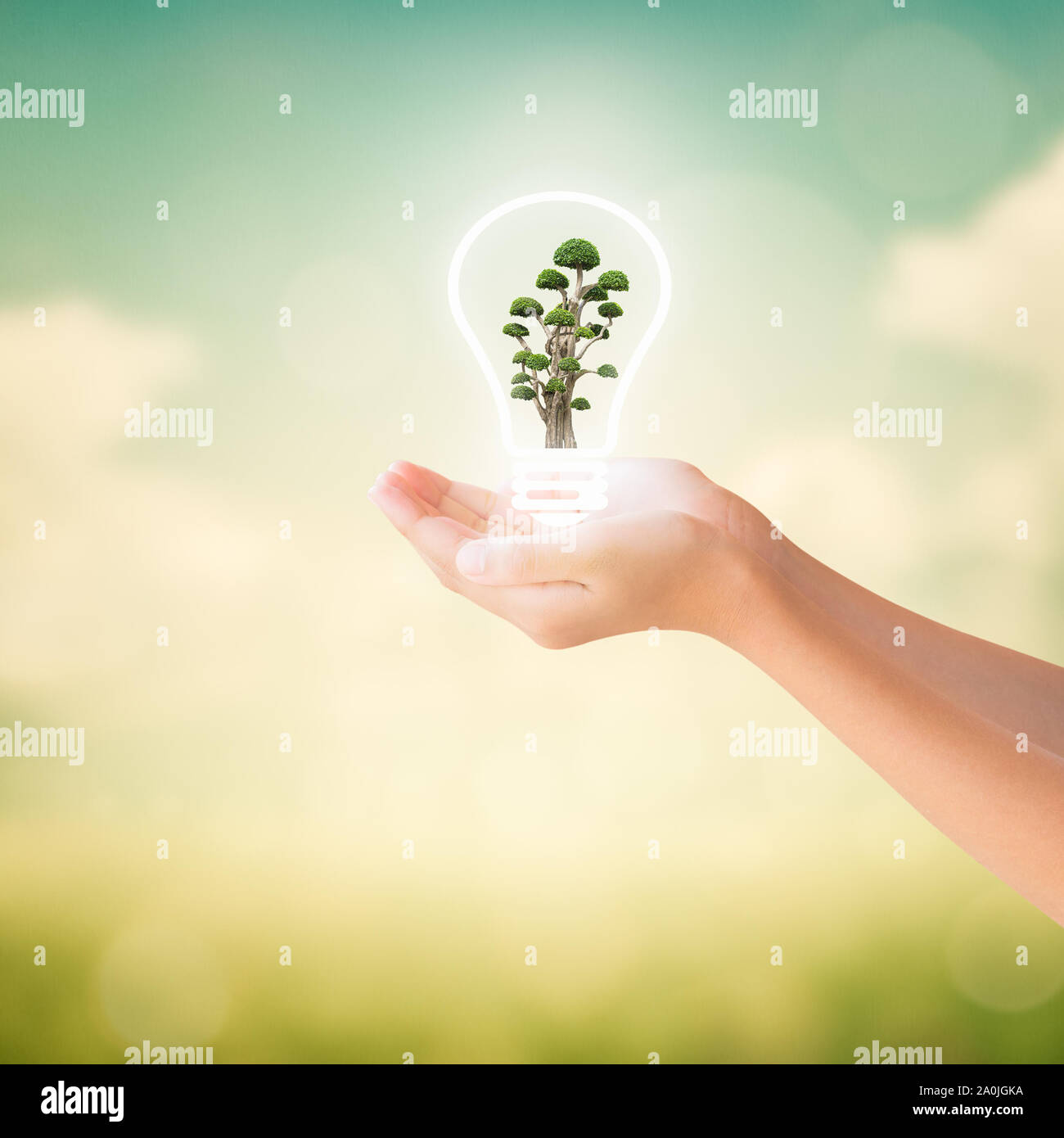 Hands of little girl holding bonsai tree in light bulb with natural summer background, Conservation concept Stock Photo