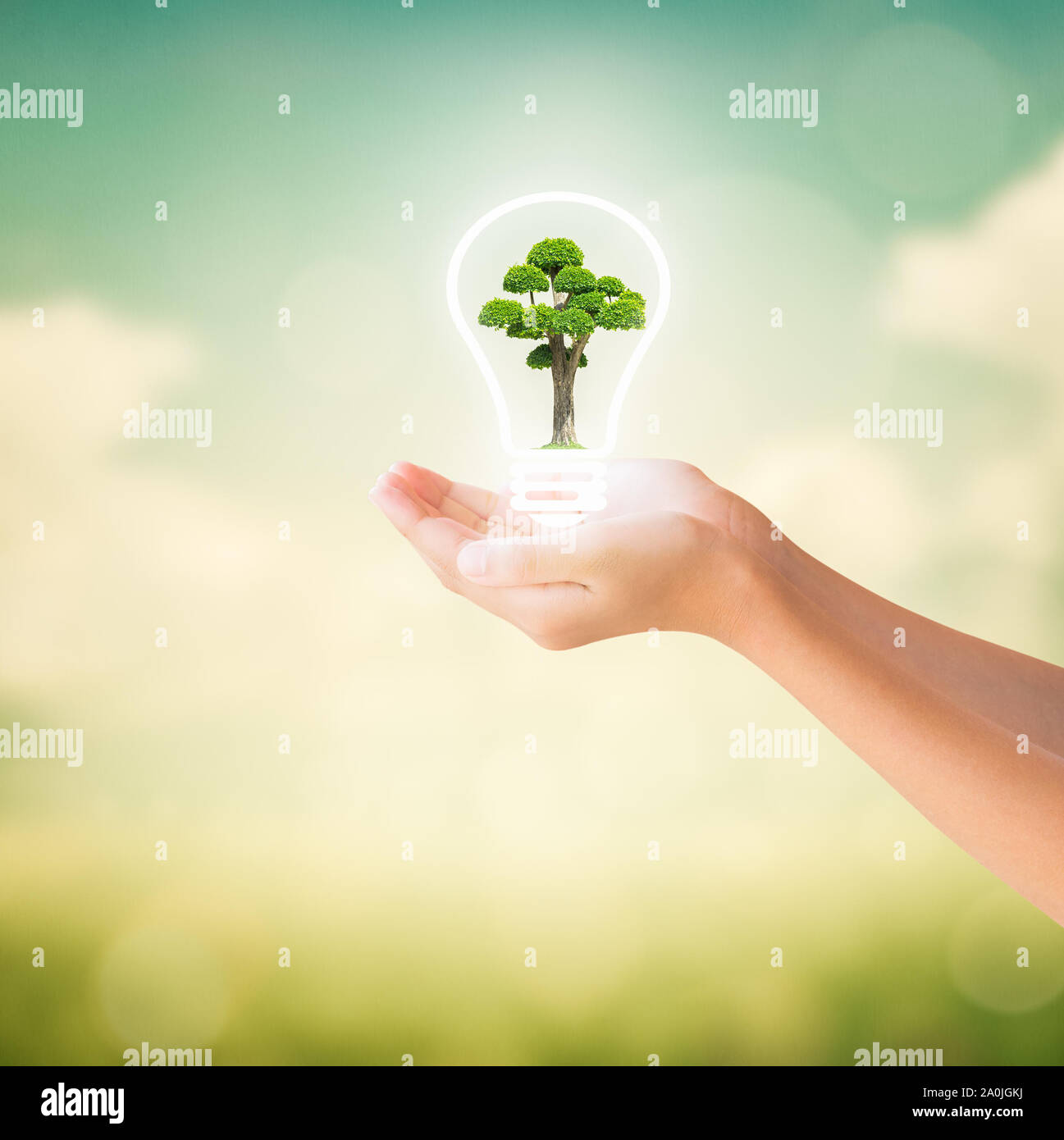 Hands of little girl holding bonsai tree in light bulb with natural summer background, Conservation concept Stock Photo