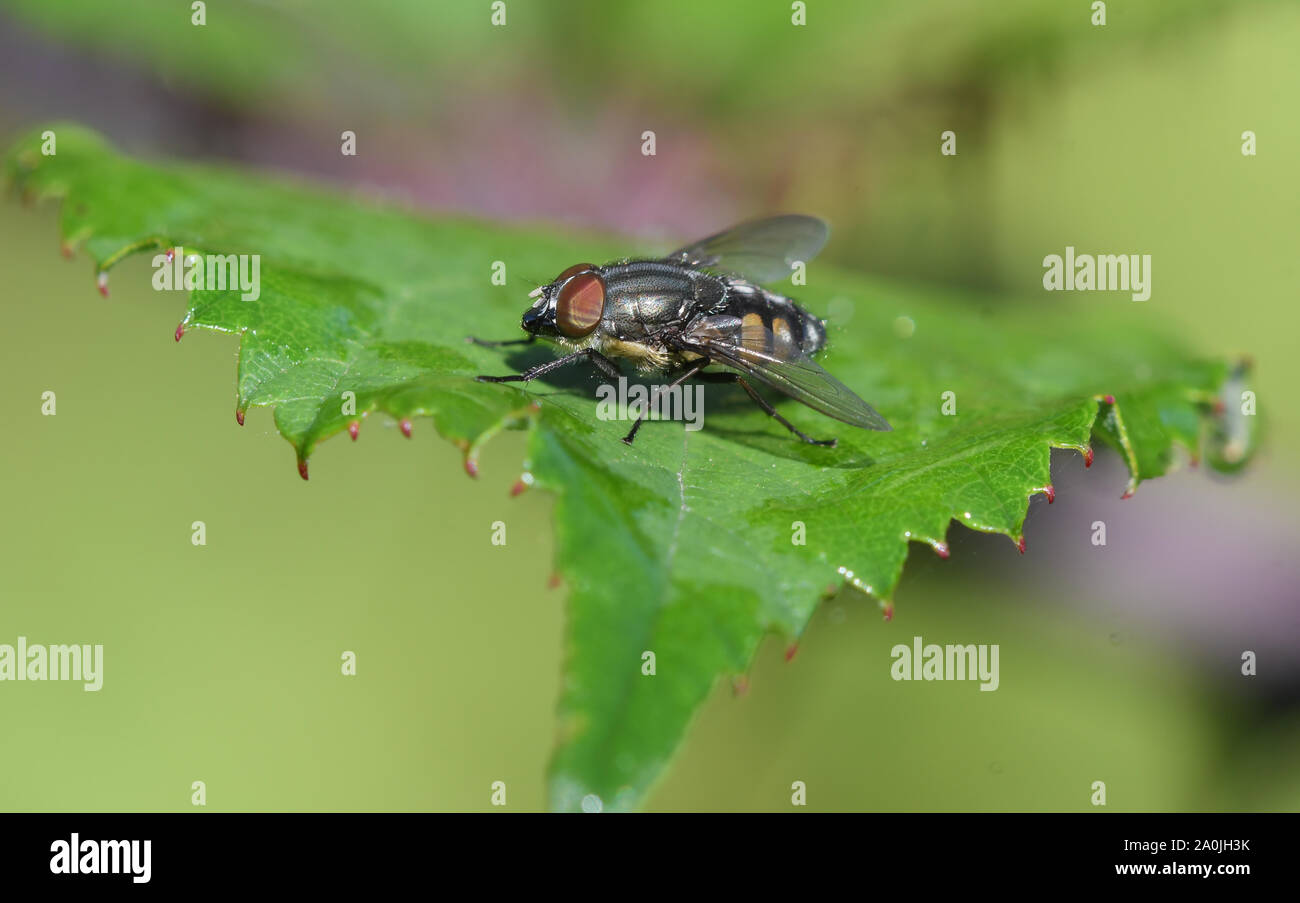 Stomorhina lunata hires stock photography and images Alamy