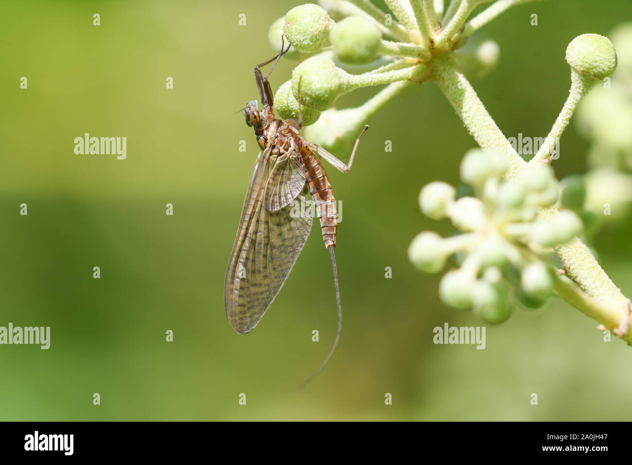 Close-up of an ephemeral perched on the flowers of an ivy Stock Photo