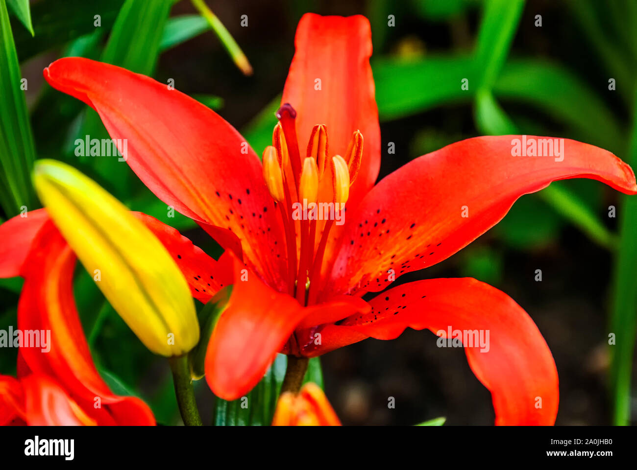 Orange Lily (Lilium bulbiferum) in bloom Stock Photo Alamy