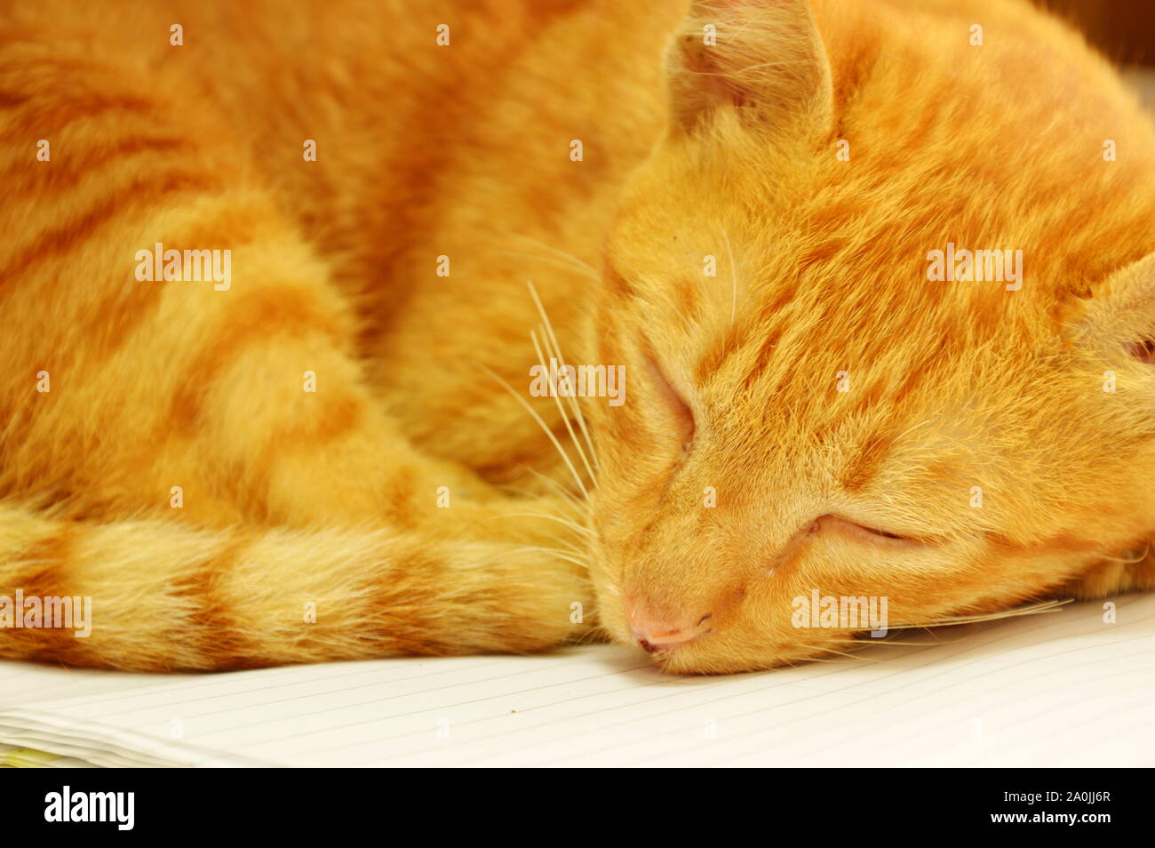 orange kitten sleeping on book Stock Photo