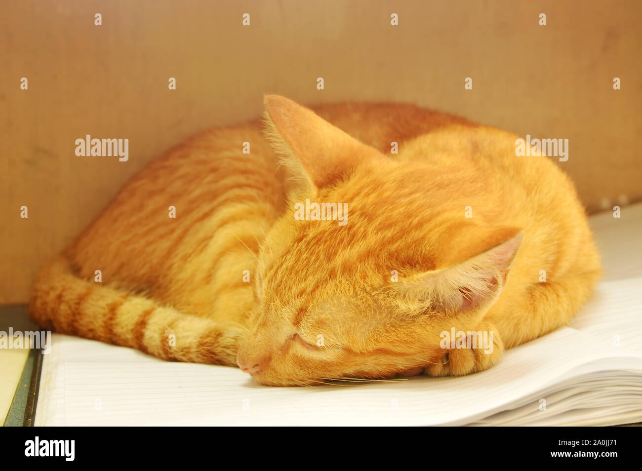 orange kitten sleeping on book Stock Photo