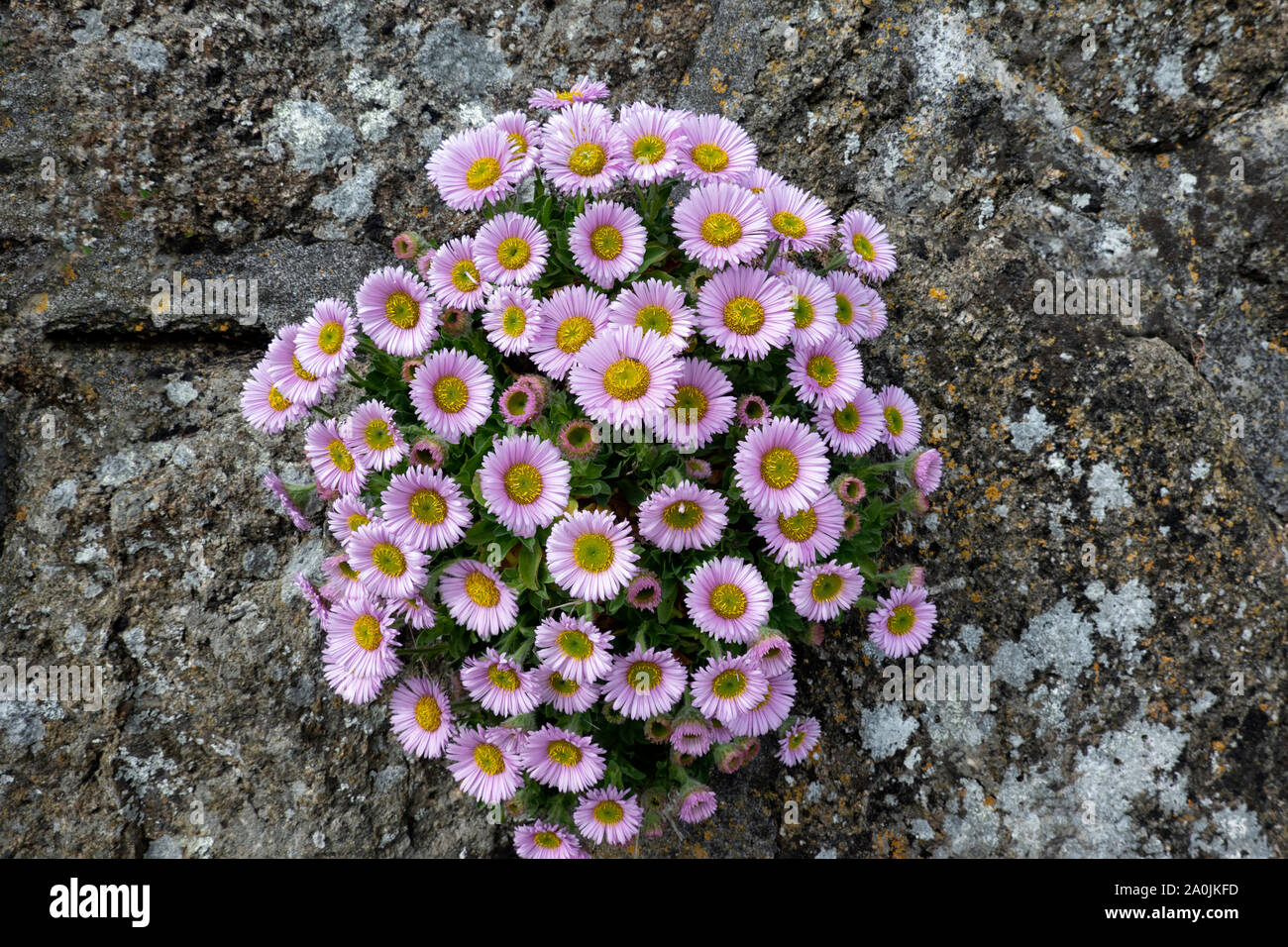 Rock wall flowers hi-res stock photography and images - Alamy
