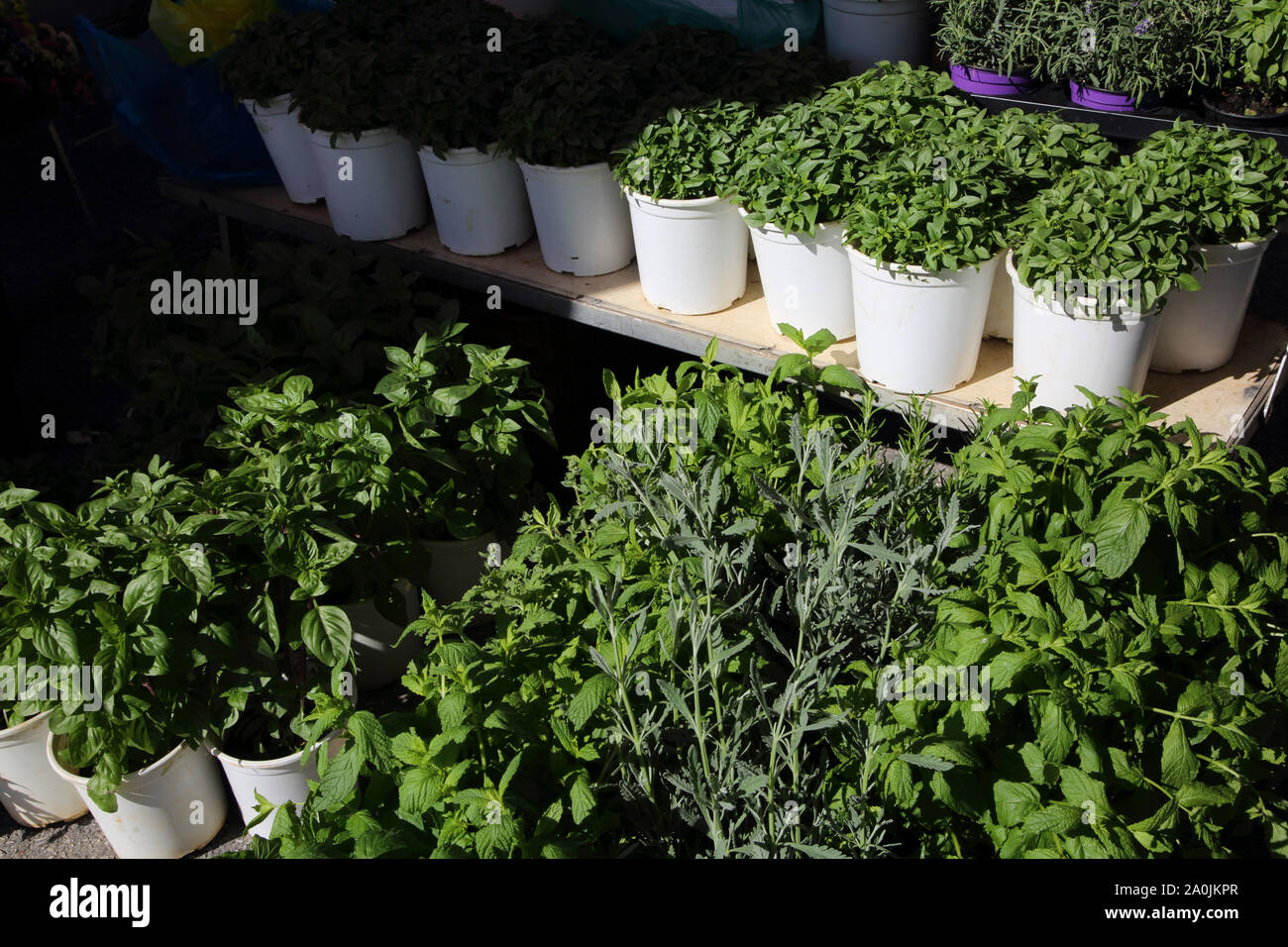 Vouliagmeni Athens Attica Greece Market pots of herbs on sale mint and basil Stock Photo