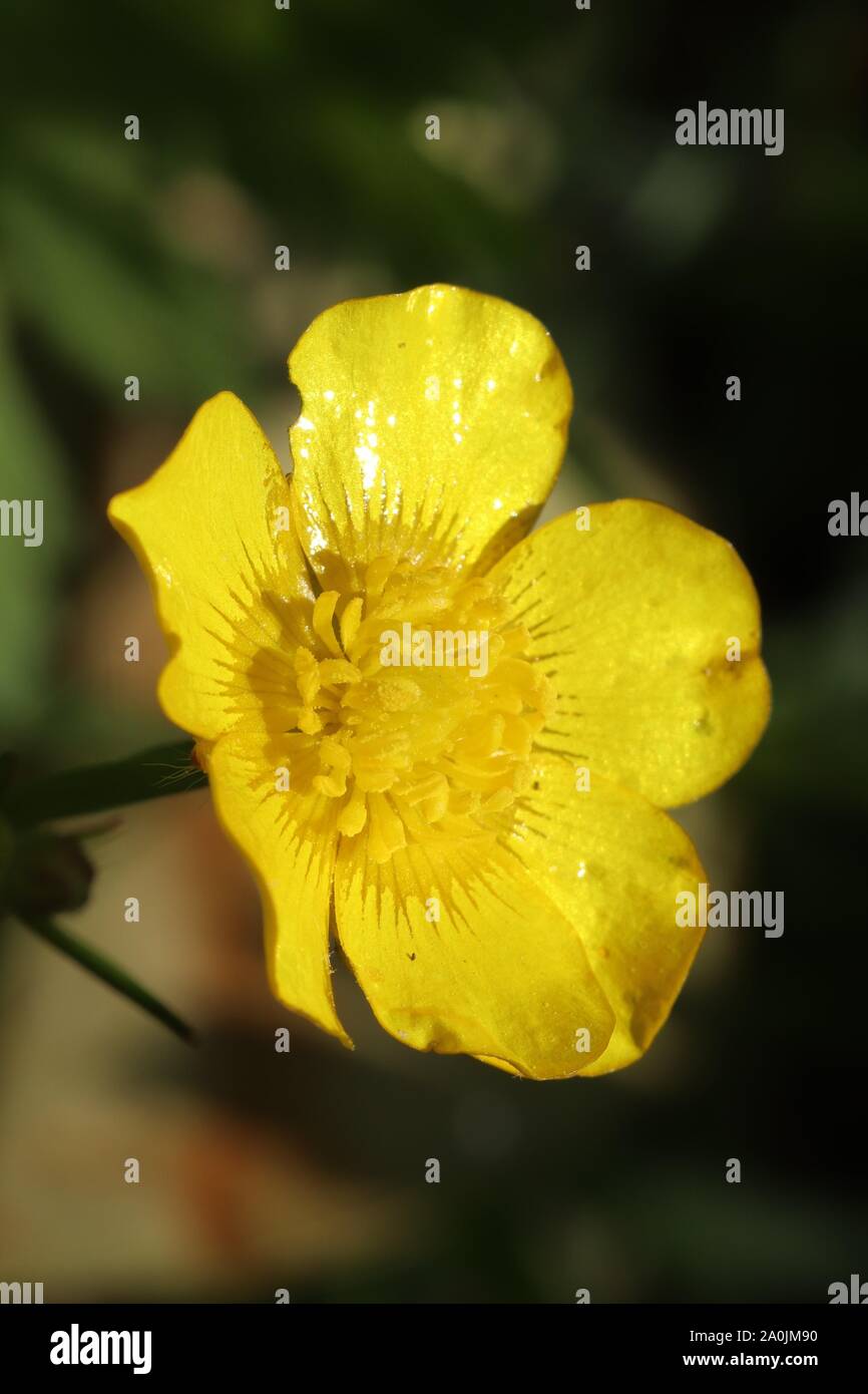 Up close flower pictures hi-res stock photography and images - Alamy