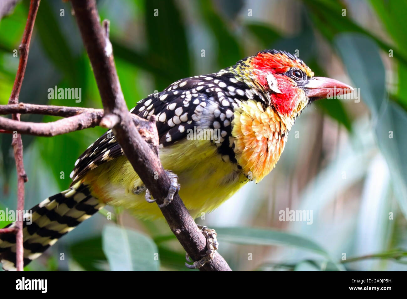 Colorful red-and-yellow barbet (trachyphonus erythrocephalus) sitting on a branch Stock Photo