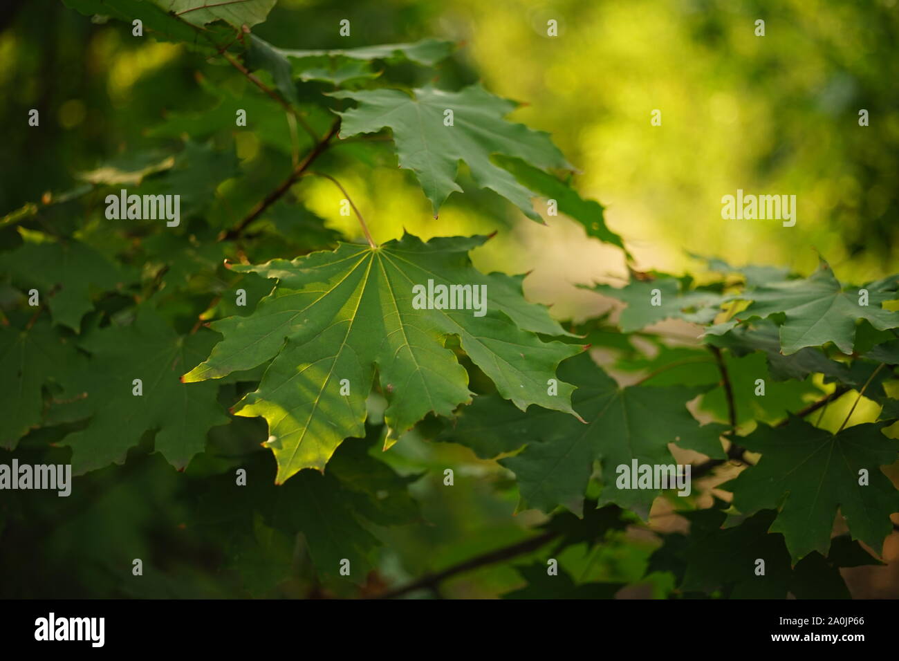 Maple tree branches with bright green leaves hi-res stock photography ...