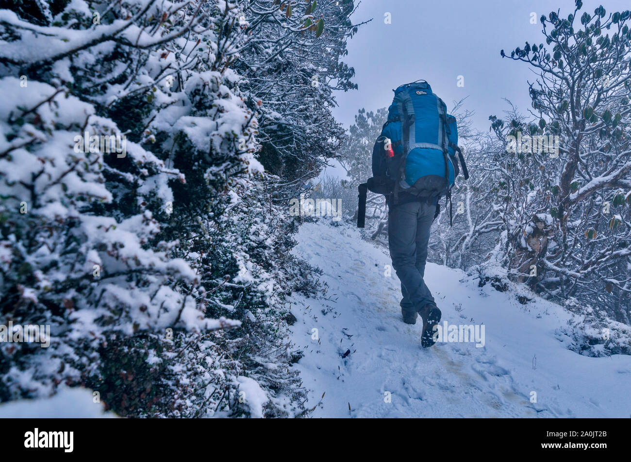 Hiker walking through a snowy trail after a heavy snowfall in Himalaya Stock Photo