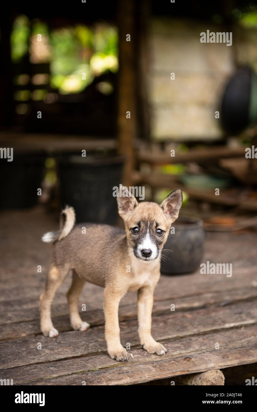 Dog puppy used for hunting Stock Photo Alamy