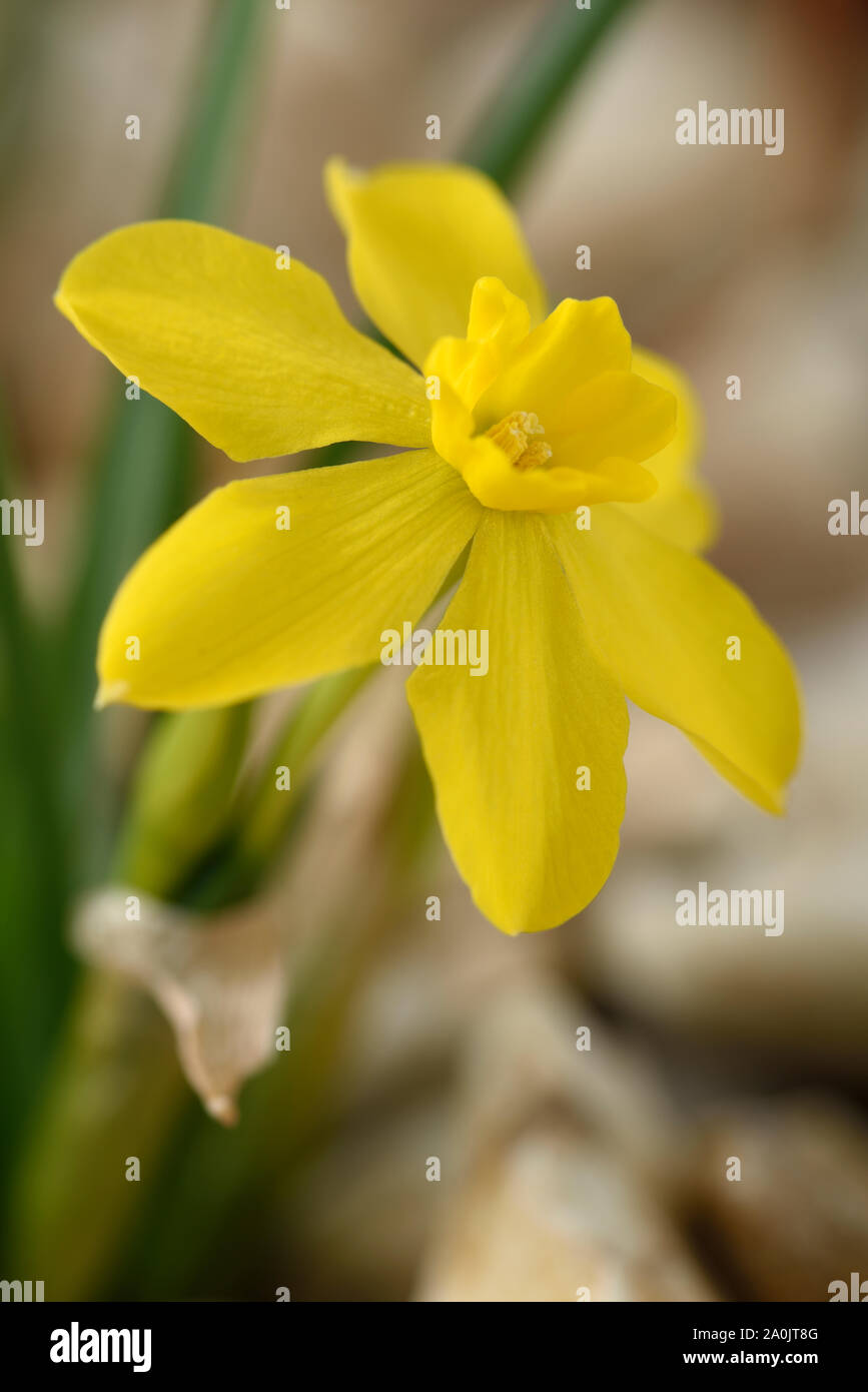 Dwarf daffodil Stock Photo Alamy
