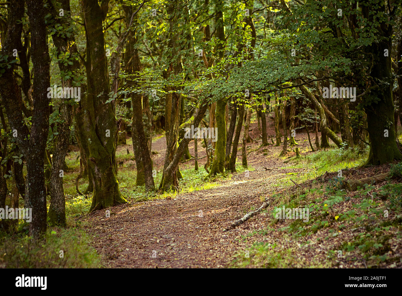 English woodland. Scenic path in magic green wood. Summer, England UK. Tree trunks, sunlight. Trail inside the forest. Romantic landscape. Stock Photo