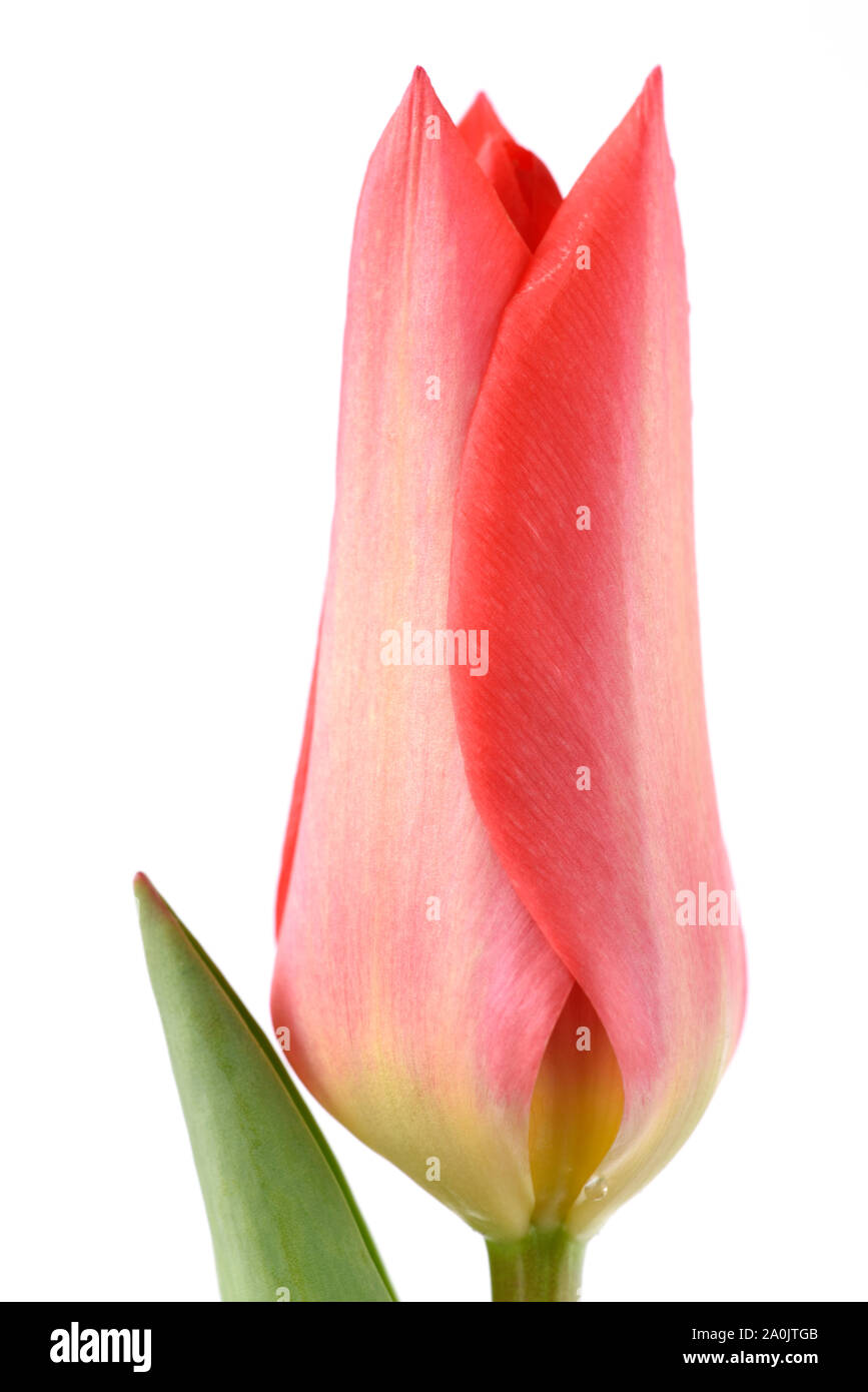 Tulip Stock Photo