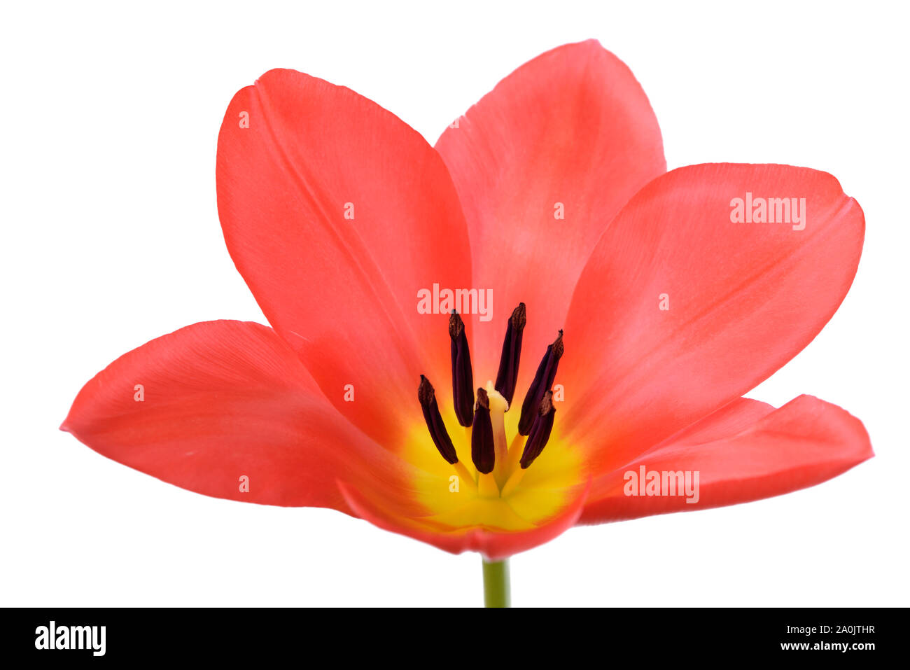 Tulip Stock Photo