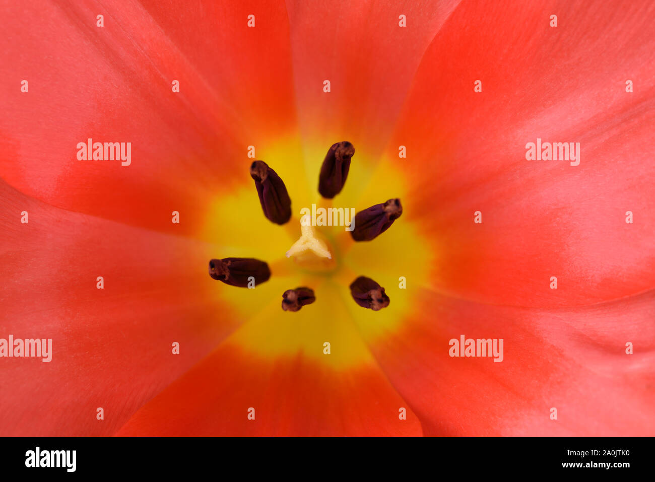 Tulip graphic hi-res stock photography and images - Alamy