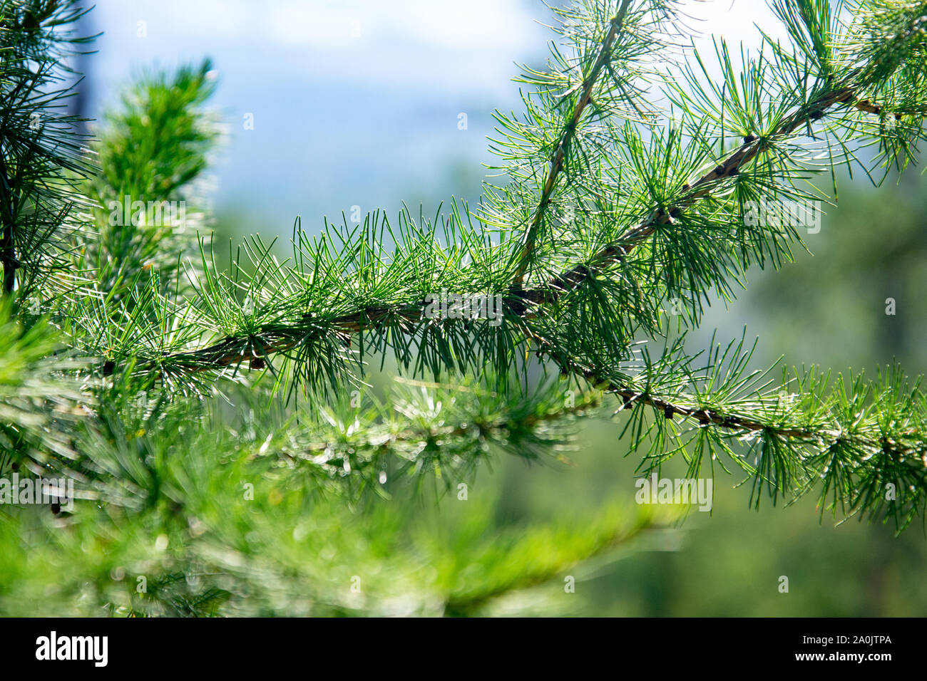 Bright green fluffy branches of larch tree Larix decidua Pendula in the sunlight. Branch of young larch. Stock Photo