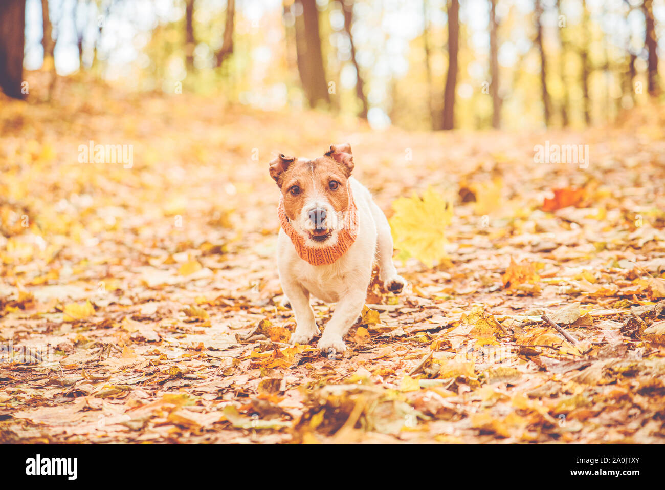 Golden autumn concept with funny dog running downhill and playing at