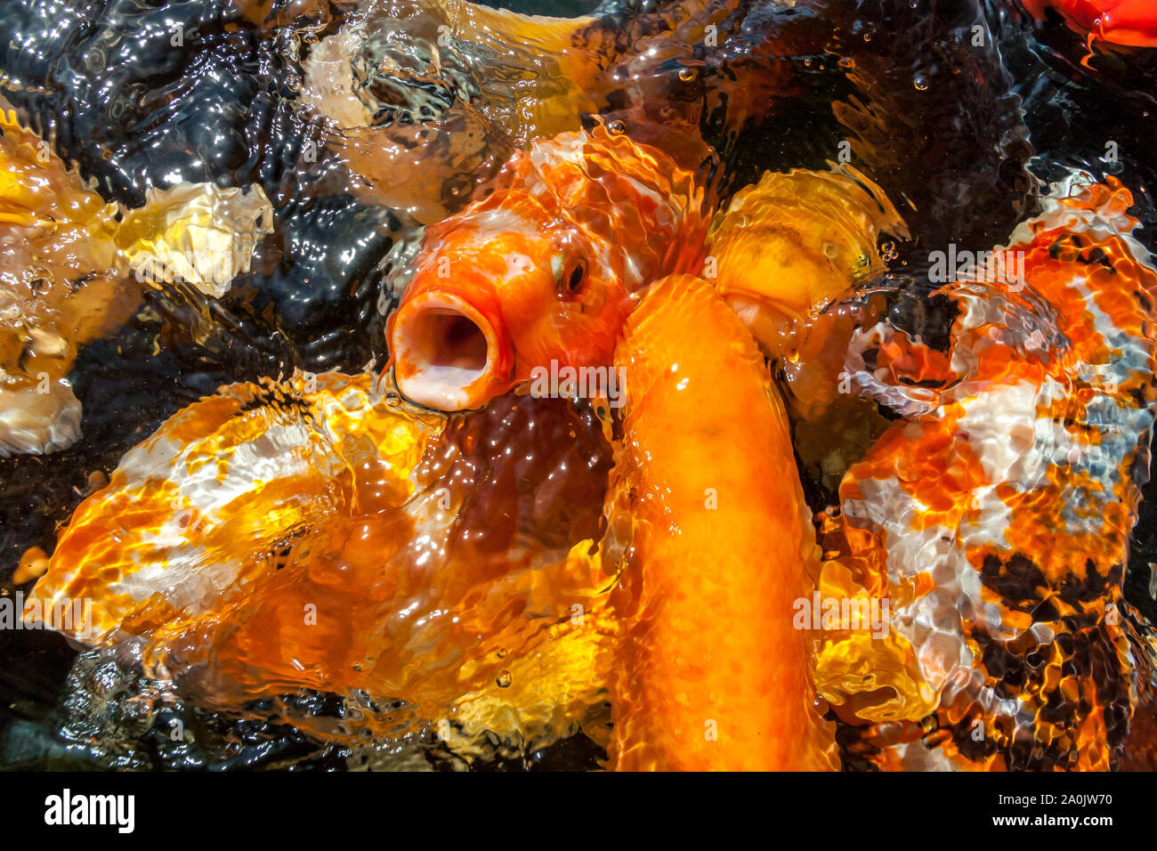 Many colorful koi fishes during feeding Stock Photo Alamy