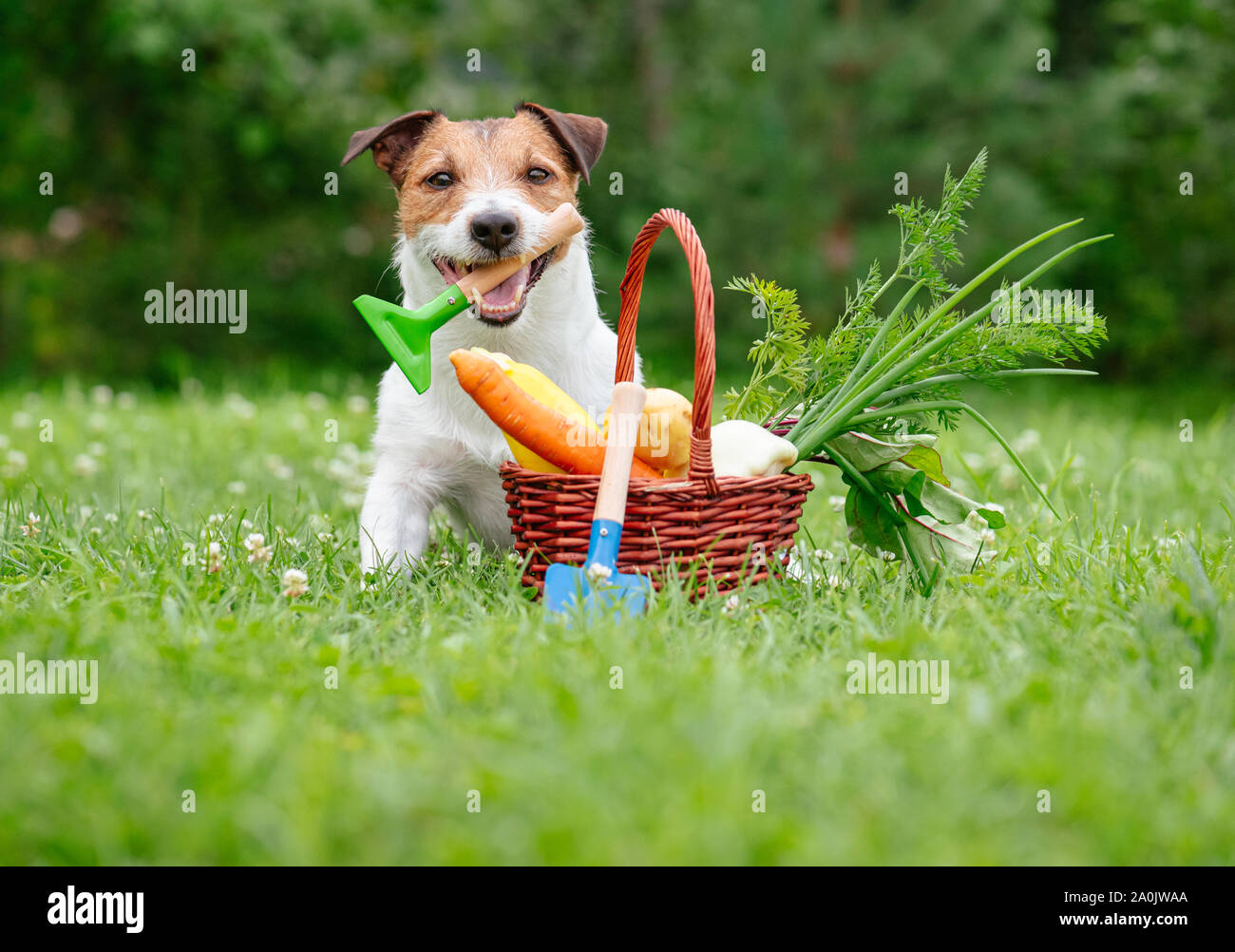 Funny thanksgiving concept with dog and fresh harvest of vegetables ...