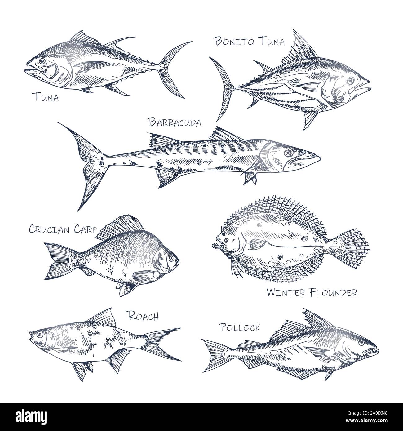 Set of isolated fish sketch for shop or store,menu Stock Vector
