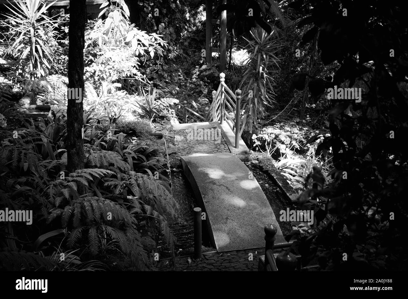 A bridge in a japanese garden in the forest (Funchal, Madeira, Portugal) Stock Photo