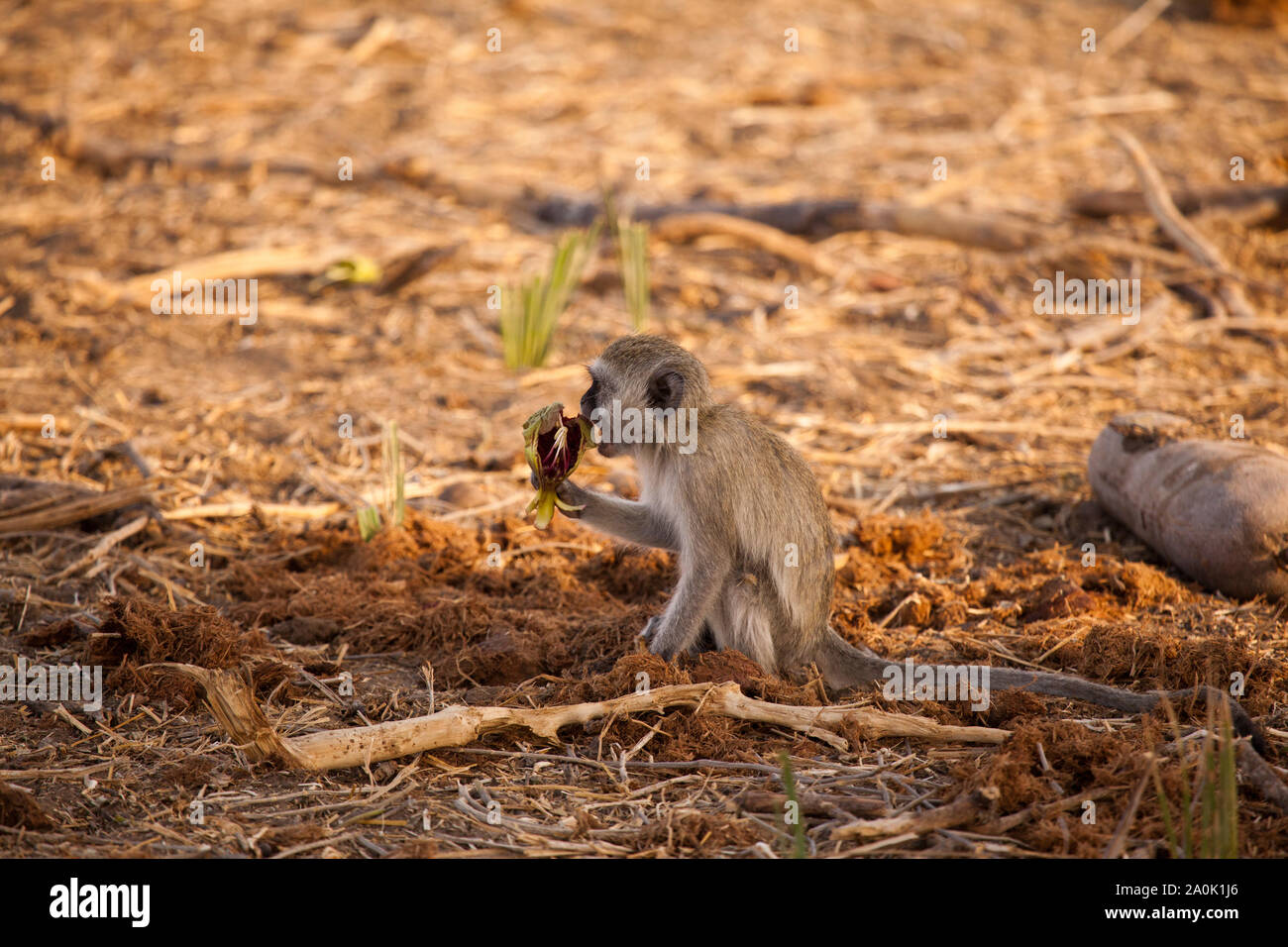 A young vervet monkey eats the flower of the sasuage tree, Kigelia africana, in the shade, Ruaha National Park, Tanzania Stock Photo