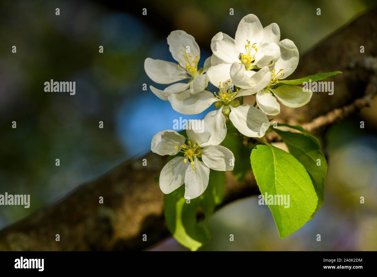 Apple blossom in springtime. Stock Photo