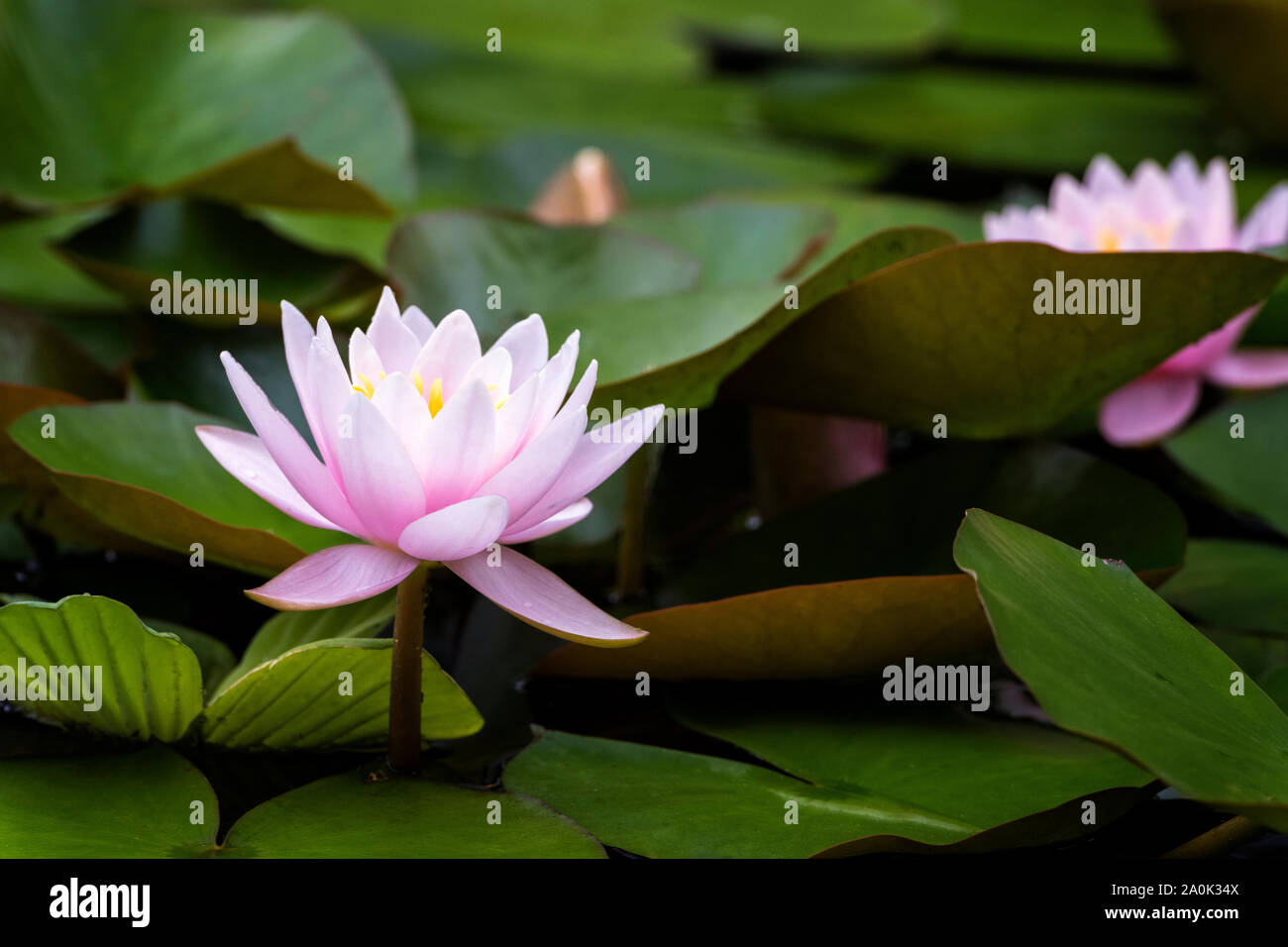 Water lilies in pond. Stock Photo