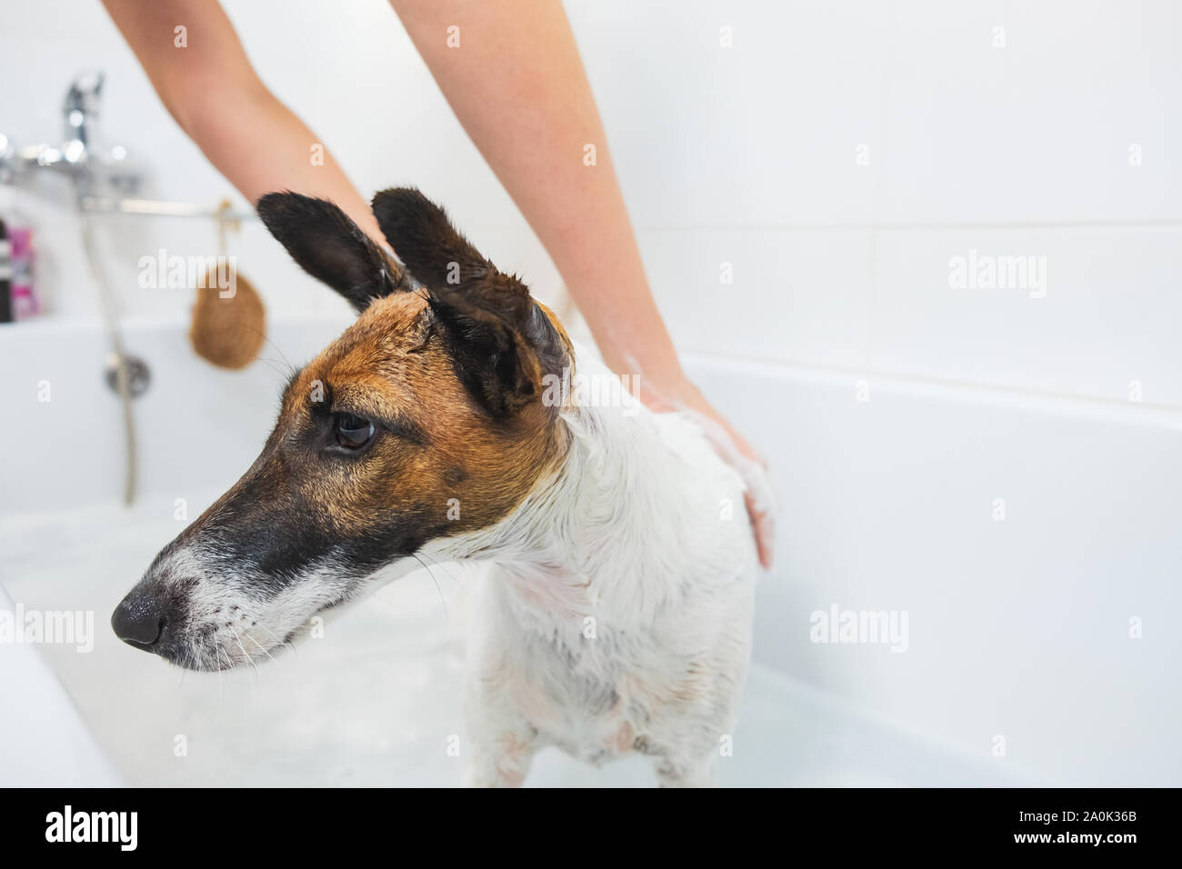 Can You Use Human Soap On Dogs