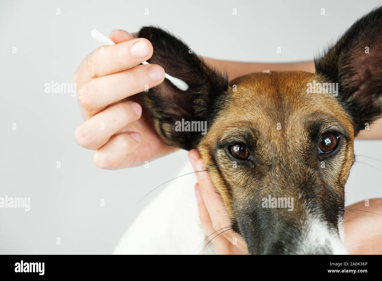 Human hand cleans a dog’s ear with a cotton ear stick, close up view. The concept of caring for dog's health and ear hygiene, dog ear infections Stock Photo