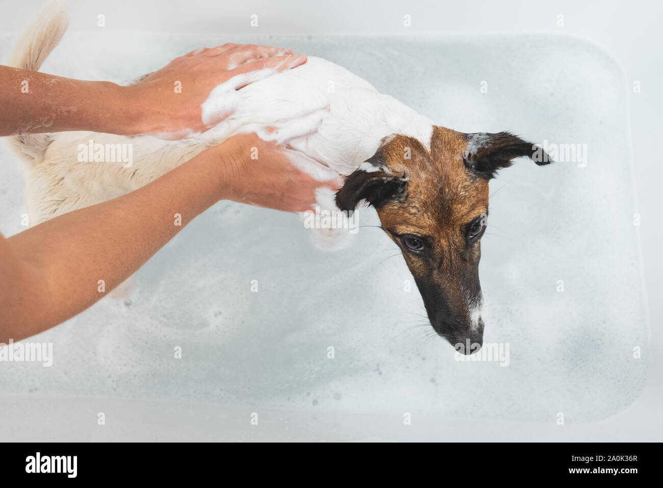 Can You Give Dog A Bath After Shots