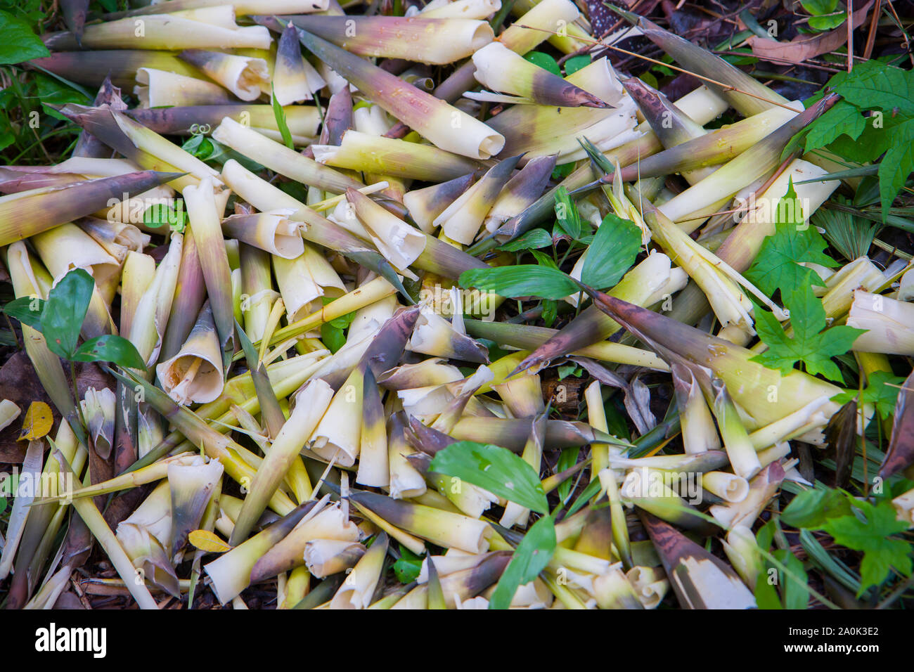 Shell of bamboo shoots Composting fall leaves, Biomass and mulch, organic material. High resolution image gallery. Stock Photo