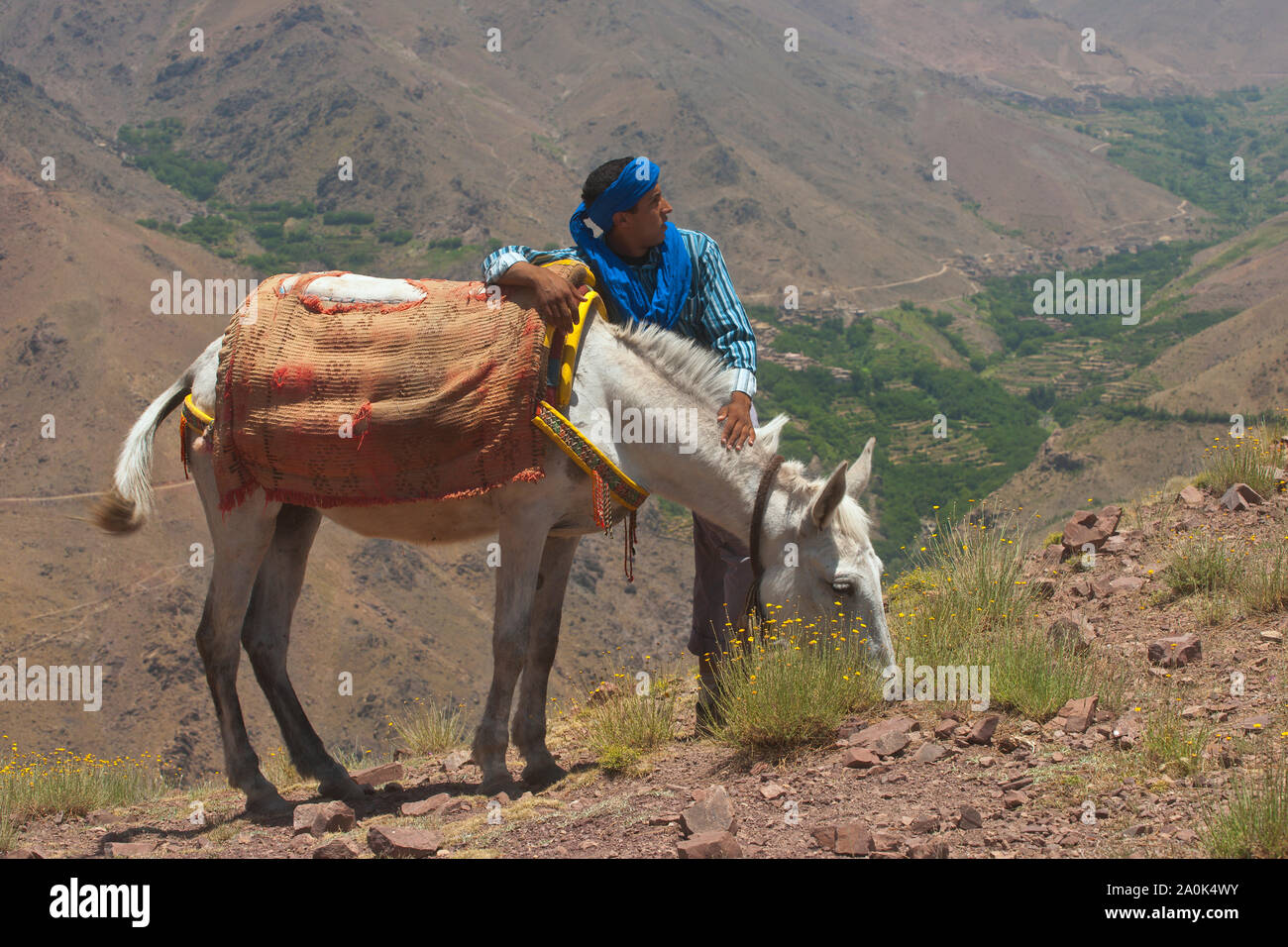 Moroccan man in his 20's leads a mule through the High Atlas Mountains on a trekking trip, and pauses to rest at Tizi 'n Tamer, 2200 meters high in Ai Stock Photo