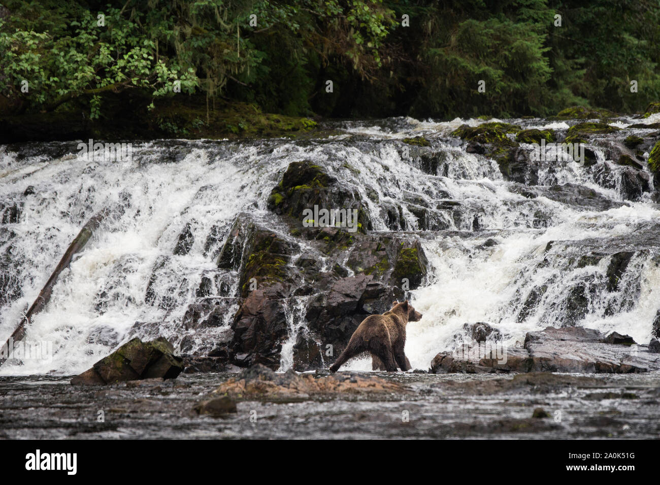 Grizzly brown bear stands at the base of a waterfall fishing for salmon