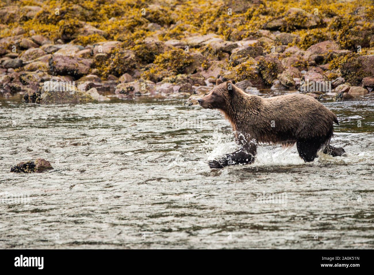 Grizzly brown bear cub runs through water, Juneau, Alaska, USA Stock