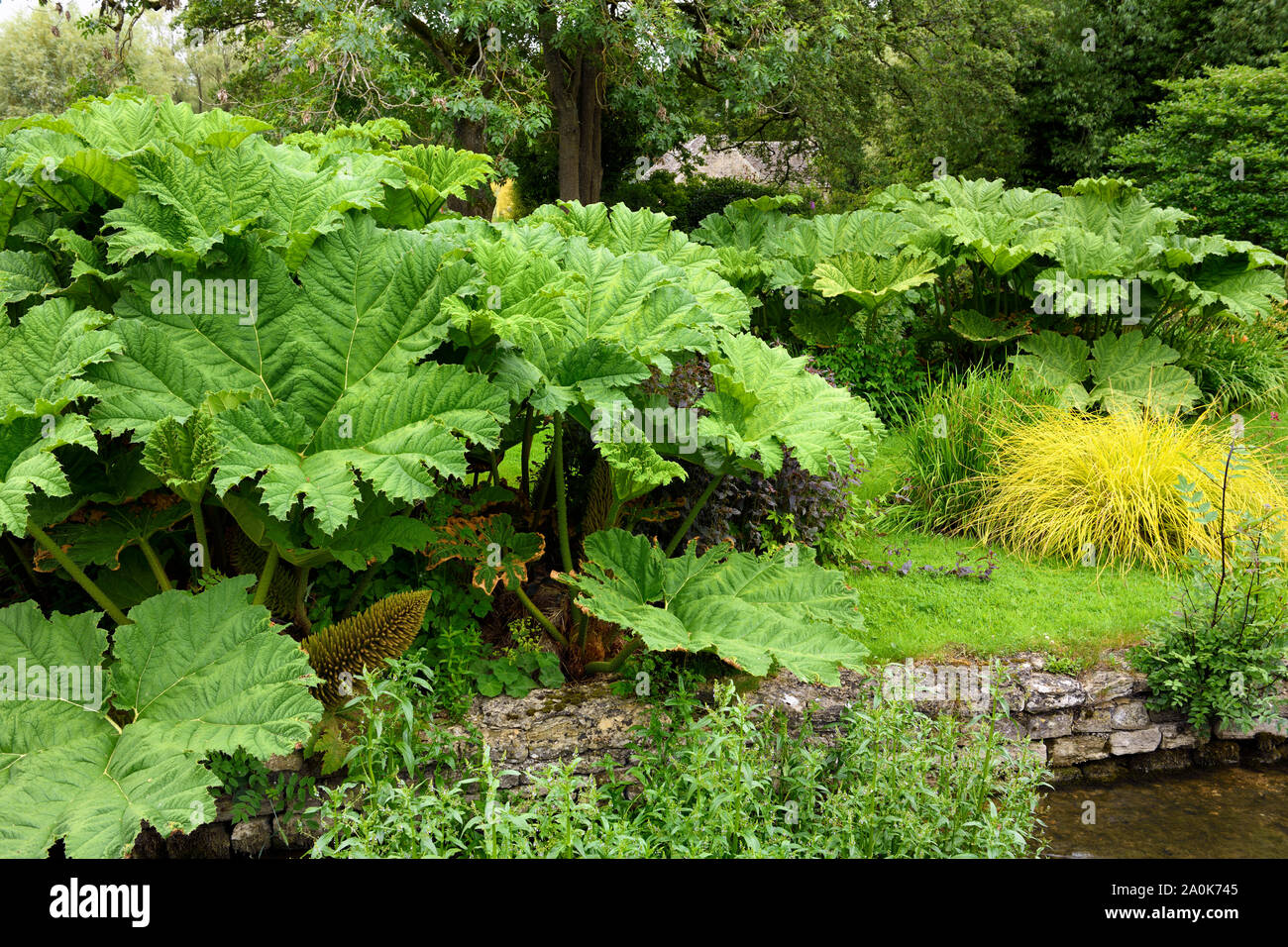 Giant leaves of Gunnera plant on the banks of the River Coln in Bibury Gloucester England Stock Photo