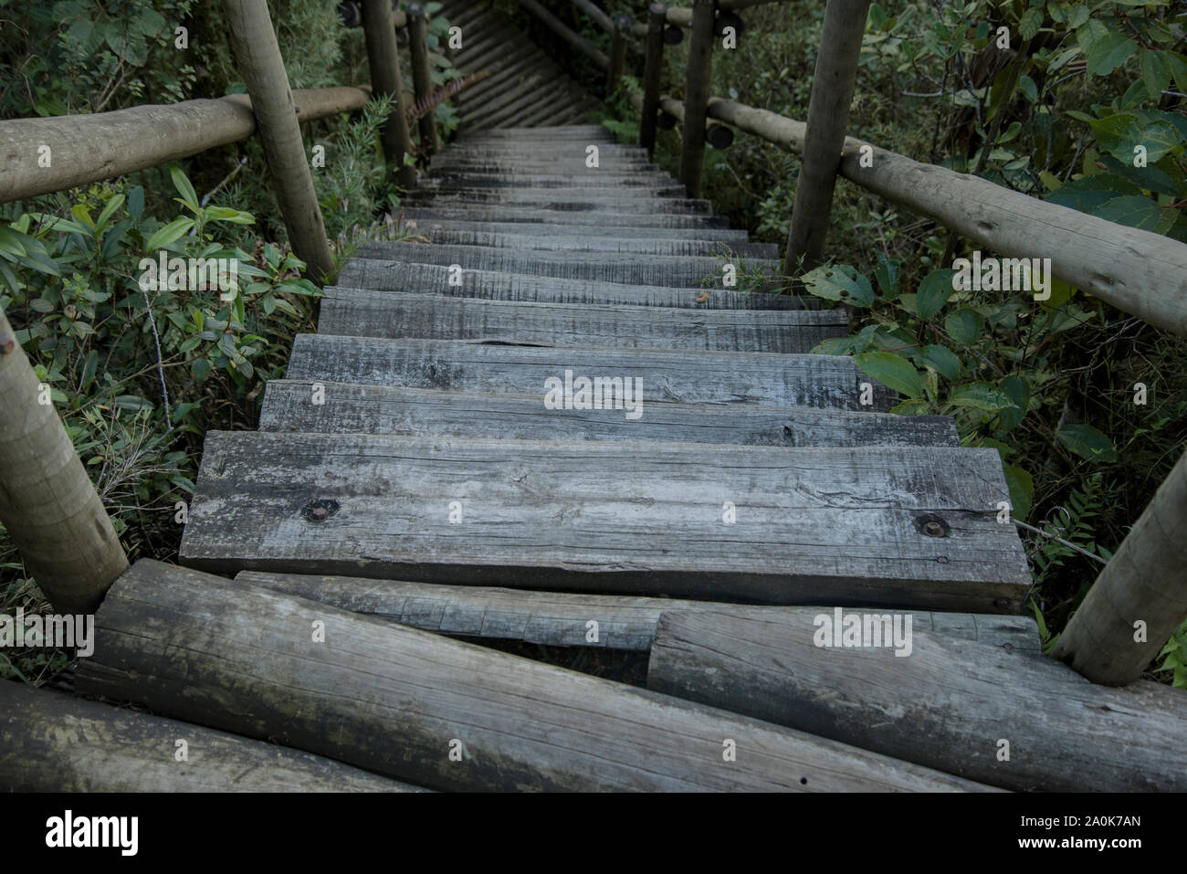 Wooden ladder in the forest Stock Photo Alamy