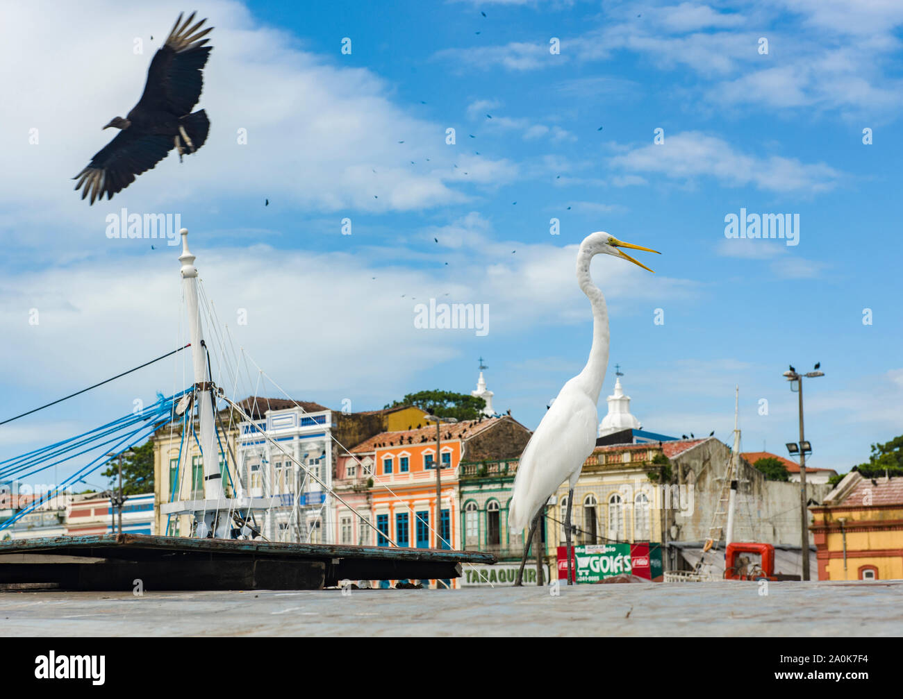 White heron and flying vulture in the port of Belem Stock Photo
