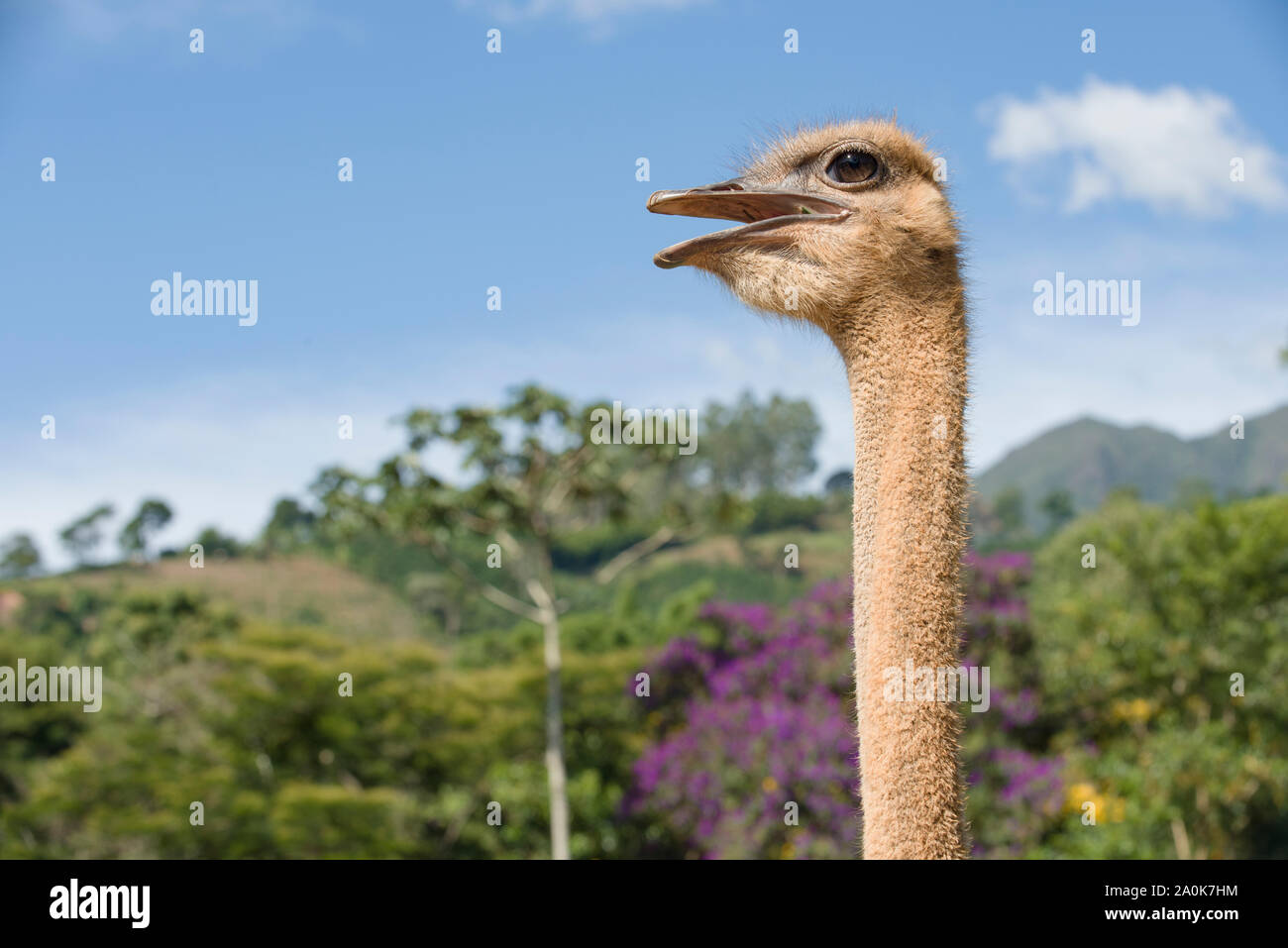 Ostrich with beak opened in a colorful forest in Brazil Stock Photo