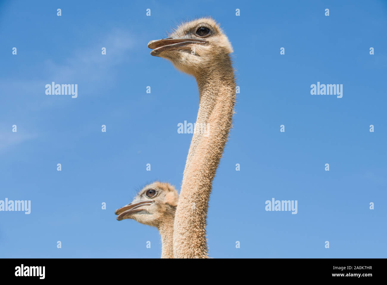Ostrich couple looking away in a clear blue sky background Stock Photo