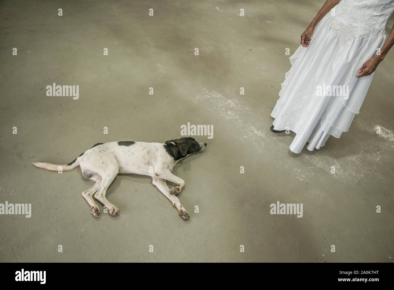 Dog lying on floor beside bride with wedding dress Stock Photo