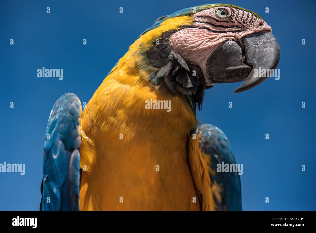 Macaw and deep blue sky background Stock Photo