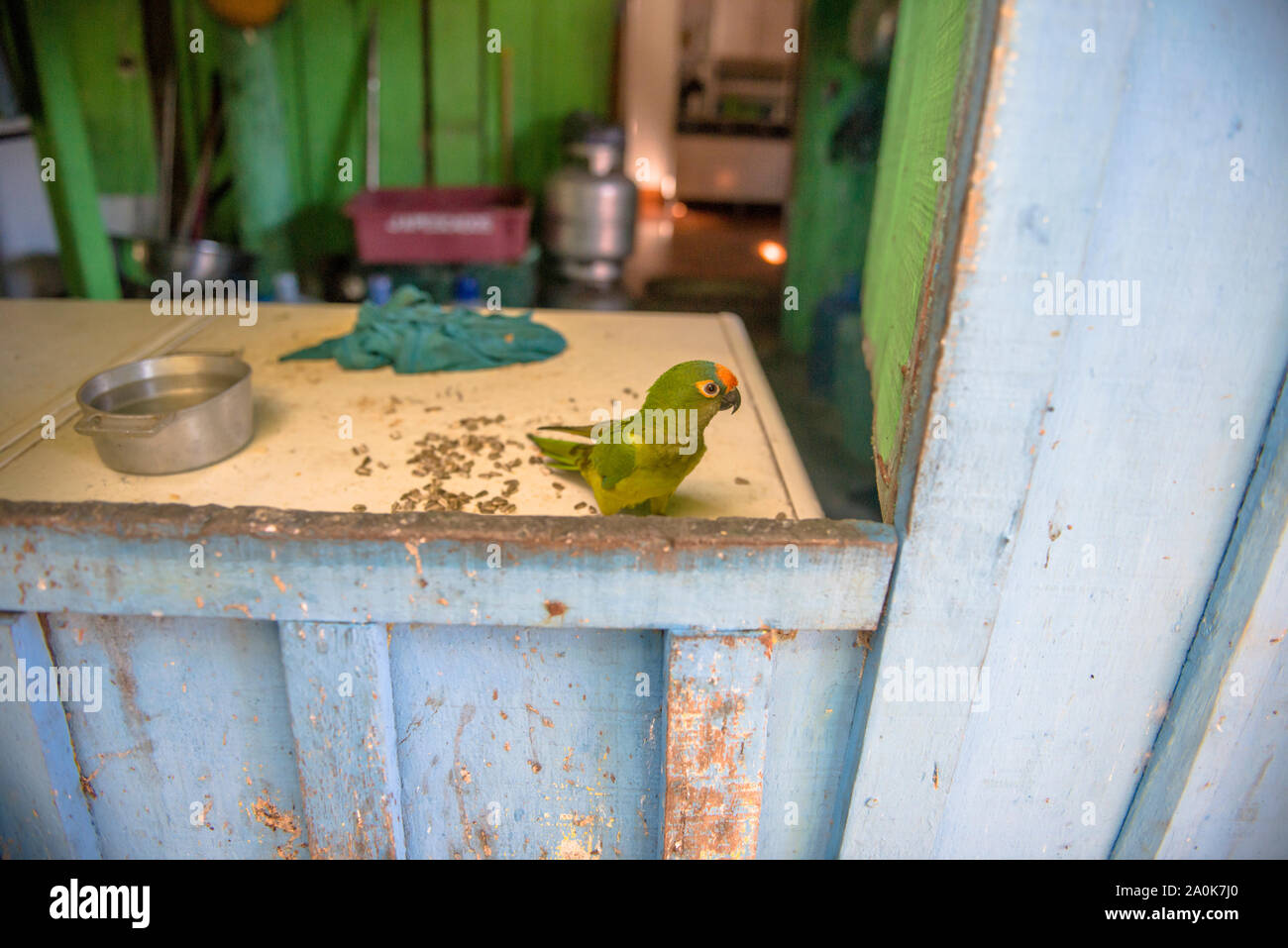 Parrot house hires stock photography and images Alamy