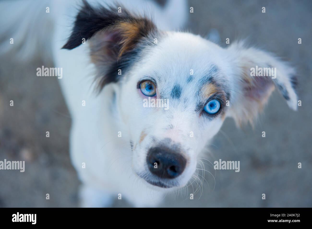 White dog with heterochromia iridum, with one brown eye and a blue one Stock Photo