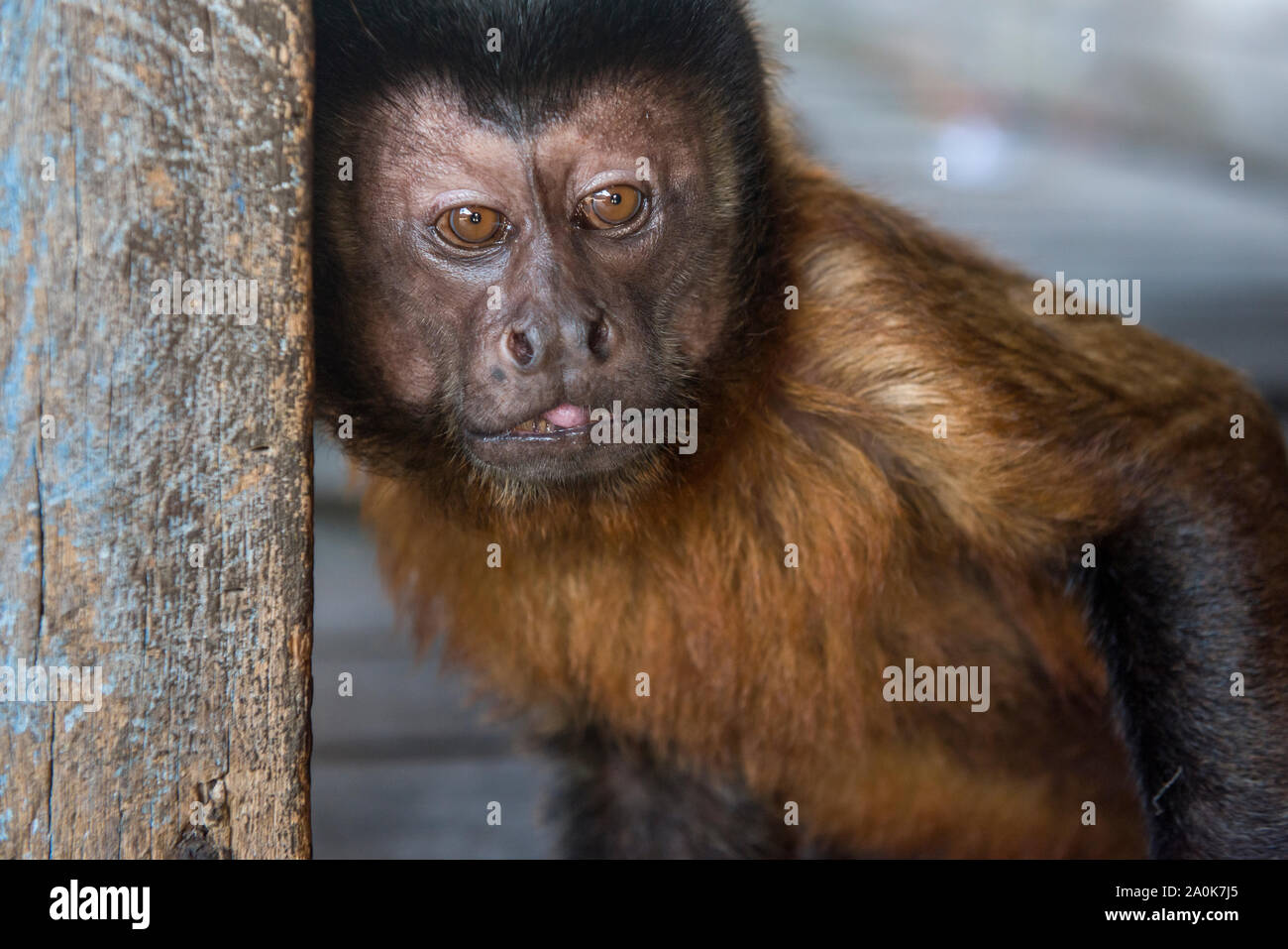 Domesticated amazon Capuchin monkey in the house balcony Stock Photo
